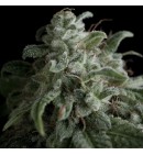 Nefertiti - PYRAMID SEEDS