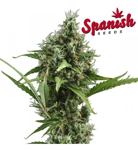 Ak 47 AUTO - SPANISH SEEDS Ak 47 AUTO - SPANISH SEEDS