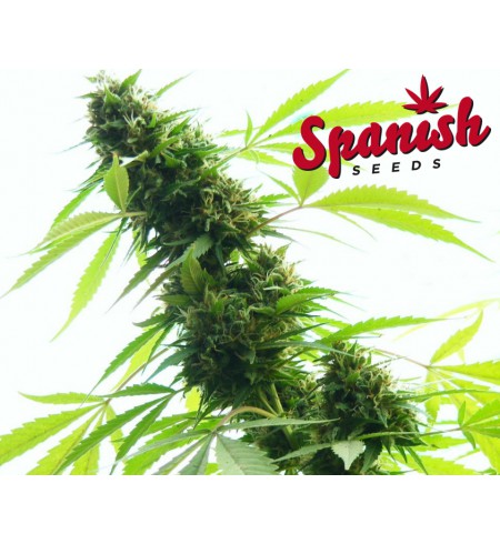 Northern Lights AUTO - SPANISH SEEDS Northern Lights AUTO - SPANISH SEEDS