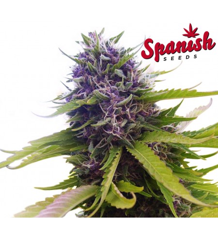 AutoBlueberry - SPANISH SEEDS AutoBlueberry - SPANISH SEEDS