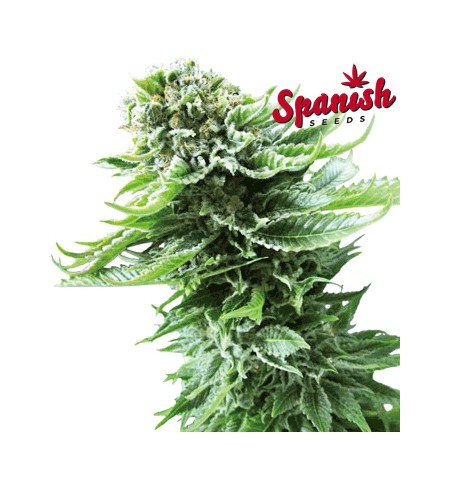 White Widow AUTO - SPANISH SEEDS White Widow AUTO - SPANISH SEEDS