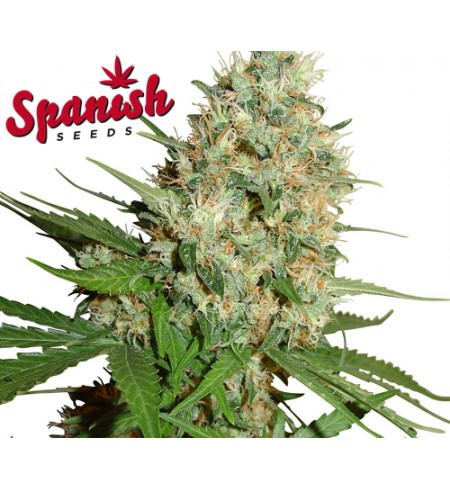 Jack AUTO - SPANISH SEEDS Jack AUTO - SPANISH SEEDS