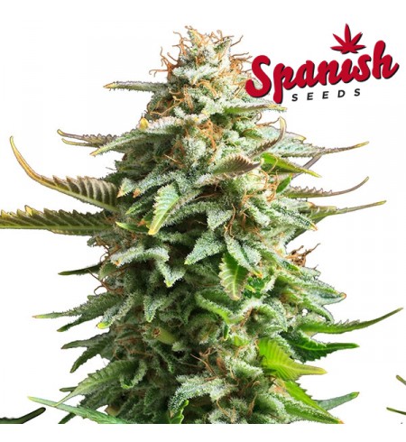 Super Skunk AUTO - SPANISH SEEDS Super Skunk AUTO - SPANISH SEEDS