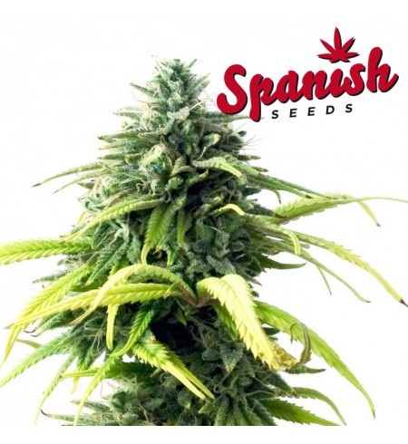 Somango AUTO - SPANISH SEEDS Somango AUTO - SPANISH SEEDS