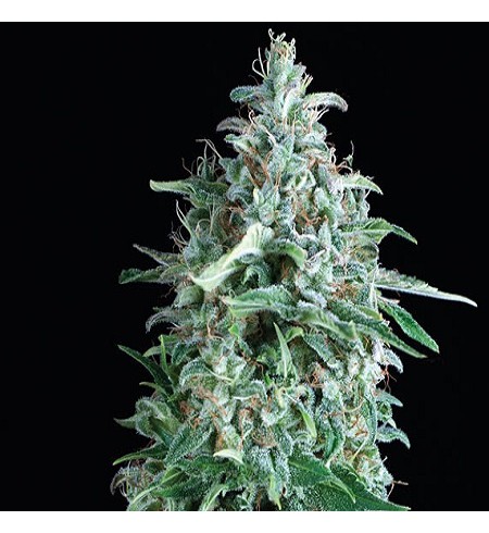 Anubis - PYRAMID SEEDS Anubis - PYRAMID SEEDS