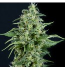 Kryptonite - PYRAMID SEEDS