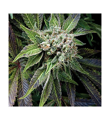 Blue Pyramid AUTO - PYRAMID SEEDS Blue Pyramid AUTO - PYRAMID SEEDS