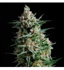 Anesthesia - PYRAMID SEEDS
