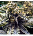 Chocolate Mint OG Humbold 
