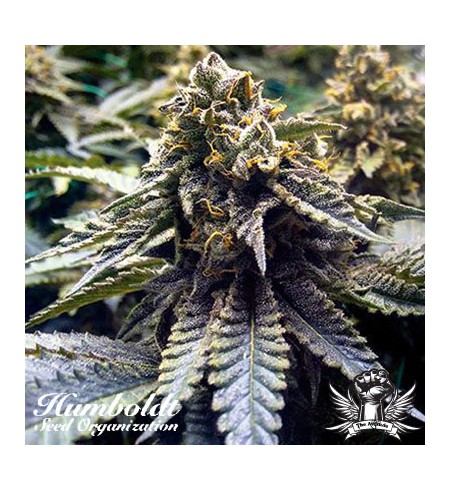 Chocolate Mint OG Humbold 
