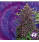 Buddha Purple Kush