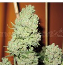 Channel+ MEDICAL SEEDS
