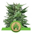 Royal Kush Automatic