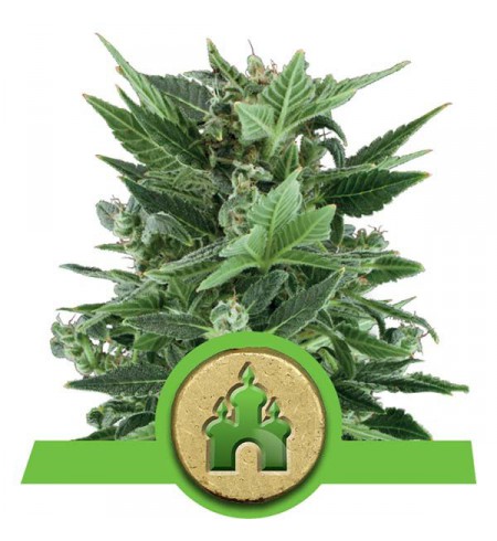 Royal Kush Automatic