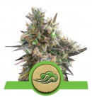 Royal Bluematic Auto - ROYAL QUEEN SEEDS