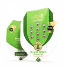 Royal Haze Automatic