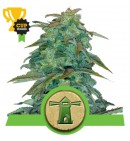 Royal Haze Automatic