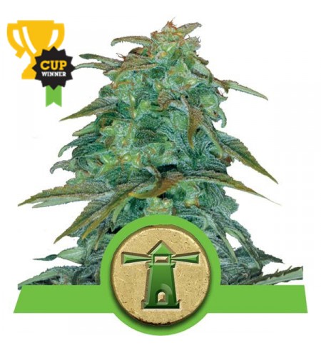 Royal Haze Automatic