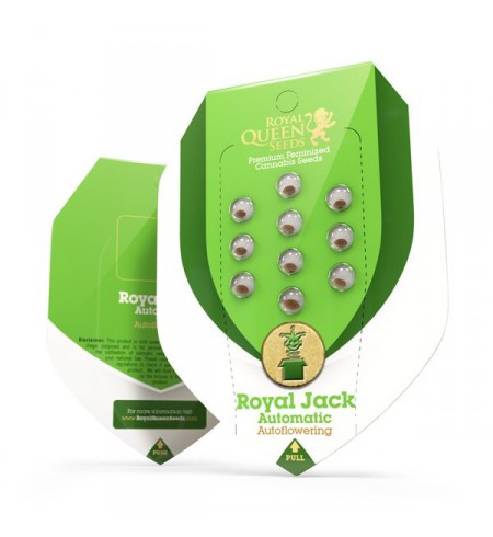 Royal Jack Automatic - ROYAL QUEEN SEEDS