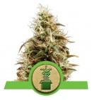 Royal Jack Automatic - ROYAL QUEEN SEEDS