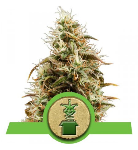 Royal Jack Automatic - ROYAL QUEEN SEEDS