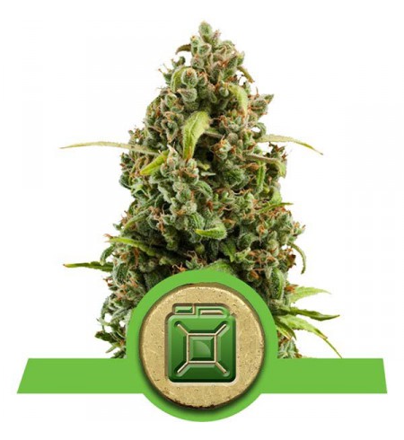 Diesel Automatic - ROYAL QUEEN SEEDS