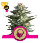 Amnesia Haze - ROYAL QUEEN SEEDS