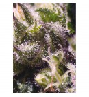 Cream Caramel Auto® - SWEET SEEDS