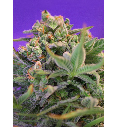 Sweet Cheese FAST VERSION - SWEET SEEDS Sweet Cheese FAST VERSION - SWEET SEEDS