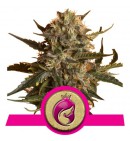 Royal Madre - ROYAL QUEEN SEEDS
