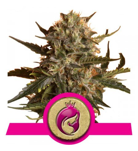 Royal Madre - ROYAL QUEEN SEEDS