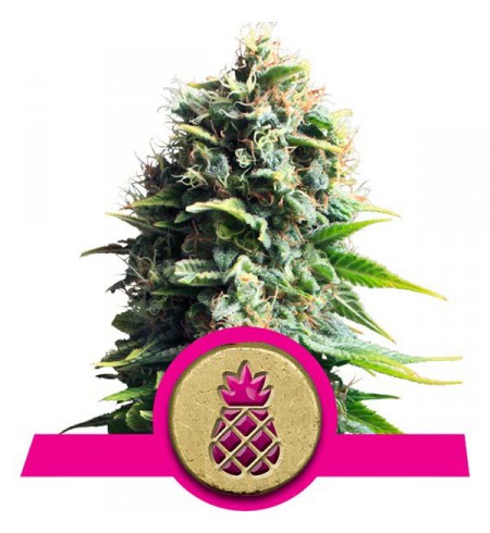 Pineapple Kush - ROYAL QUEEN SEEDS