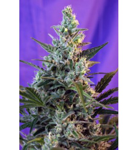 Sweet Skunk Sweet Skunk