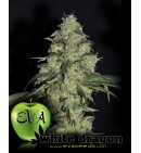 White Dragon