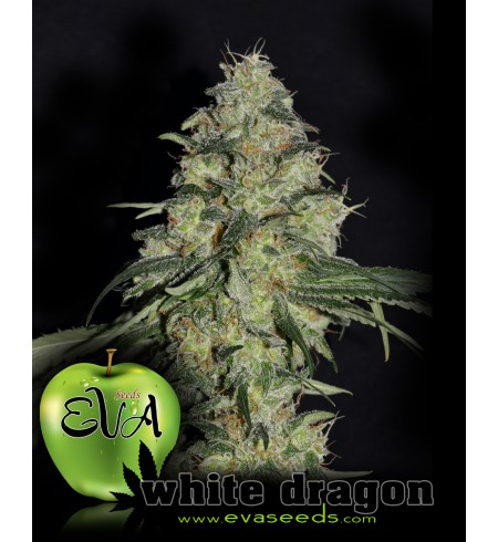 White Dragon White Dragon