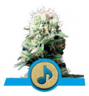 Dance World - ROYAL QUEEN SEEDS