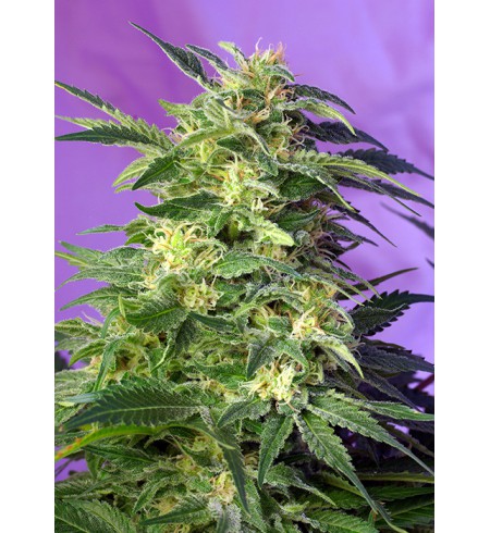 Killer Kush Auto - SWEET SEEDS Killer Kush Auto - SWEET SEEDS