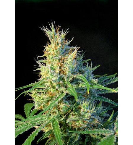 Psicodelicia® - SWEET SEEDS Psicodelicia® - SWEET SEEDS