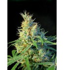 Psicodelicia® - SWEET SEEDS