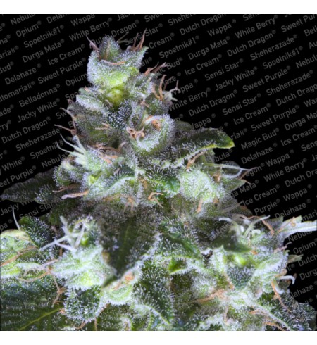 Original White Widow (IBL) - PARADISE SEEDS Original White Widow (IBL) - PARADISE SEEDS