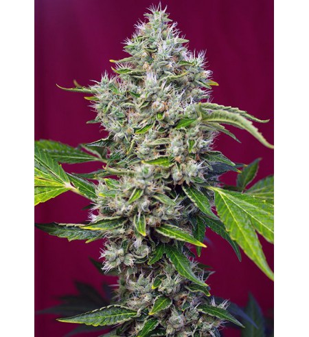 San Fernando Lemon Kush - SWEET SEEDS San Fernando Lemon Kush - SWEET SEEDS