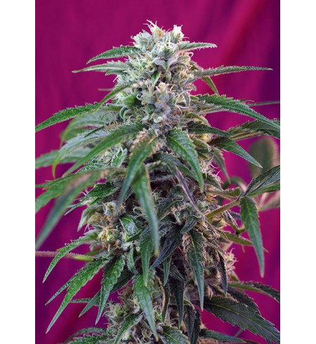 Green Poison Auto - SWEET SEEDS Green Poison Auto - SWEET SEEDS