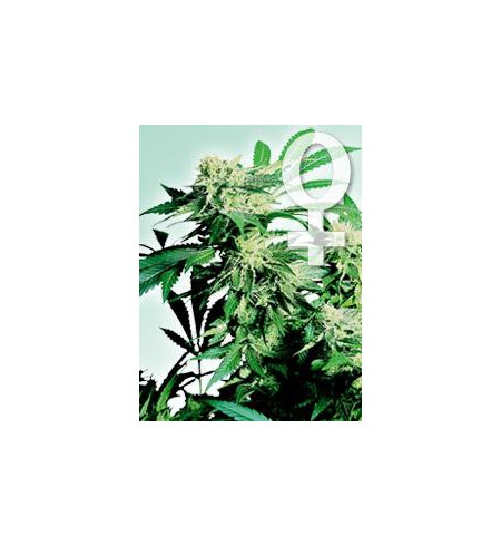 Skunk Kush - SENSI SEEDS