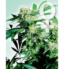 Skunk Kush - SENSI SEEDS