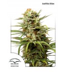 AutoWhite Widow - DUTCH PASSION