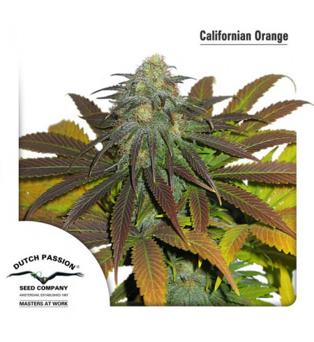 Californian Orange - DUTCH PASSION