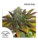 Californian Orange - DUTCH PASSION