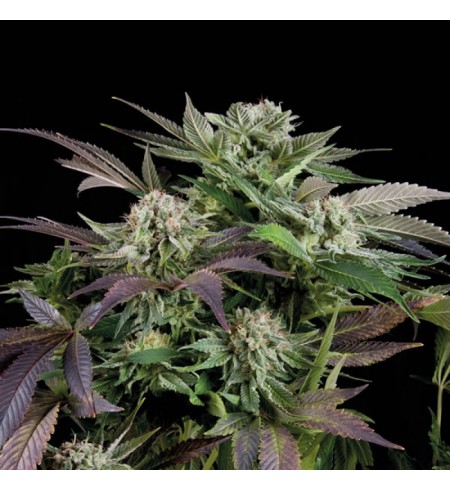 Auto Super Cheese - TRIKOMA SEEDS Auto Super Cheese - TRIKOMA SEEDS
