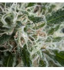 Patagonia AUTO - TRIKOMA SEEDS 