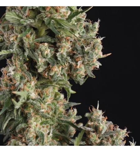 Ak 74 AUTO - TRIKOMA SEEDS Ak 74 AUTO - TRIKOMA SEEDS